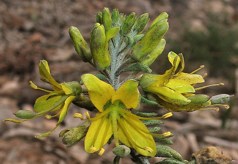 Detailed Picture 1 of Peritoma arborea var. arborea