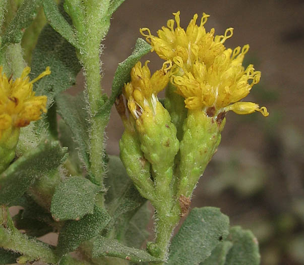 Detailed Picture 2 of Isocoma menziesii var. sedoides