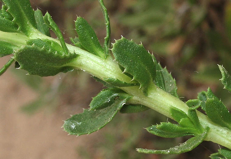 Detailed Picture 5 of Isocoma menziesii var. sedoides