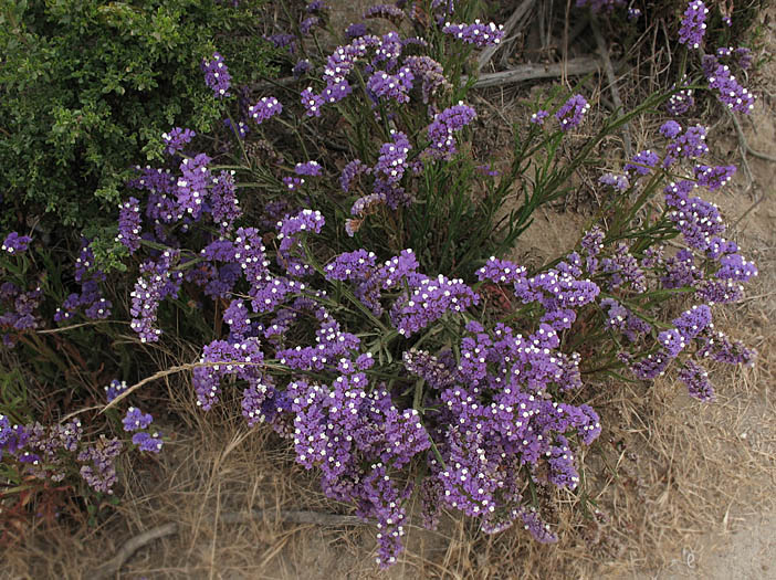 Detailed Picture 6 of Limonium sinuatum