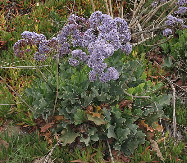 Detailed Picture 5 of Limonium perezii