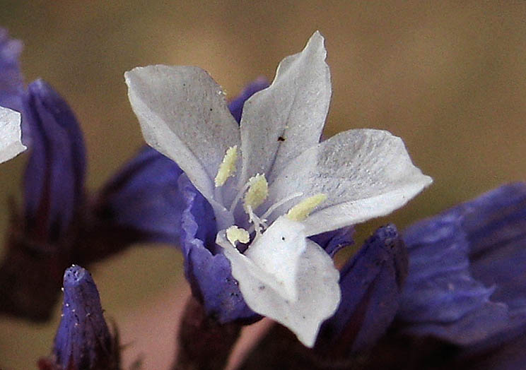 Detailed Picture 1 of Limonium perezii