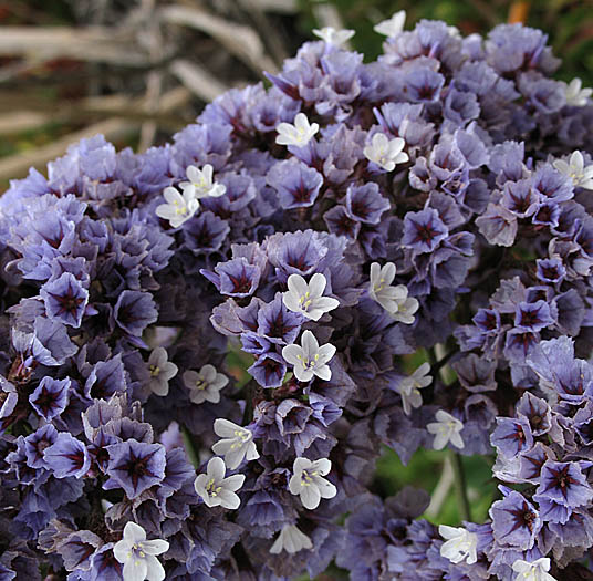 Detailed Picture 3 of Limonium perezii