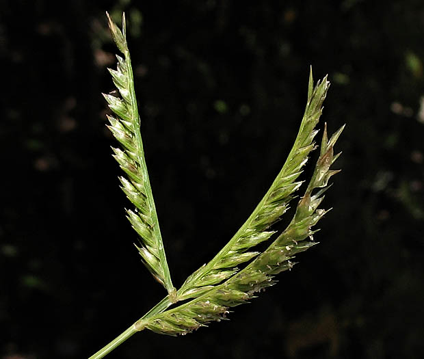 Detailed Picture 1 of Eleusine indica