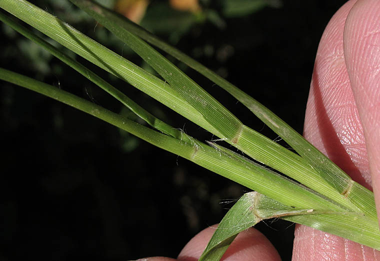 Detailed Picture 5 of Eleusine indica