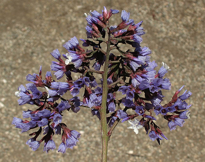 Detailed Picture 4 of Limonium perezii