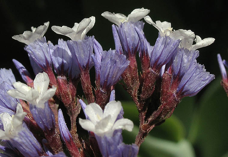 Detailed Picture 2 of Limonium perezii