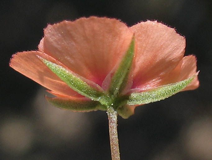 Detailed Picture 2 of Lysimachia arvensis