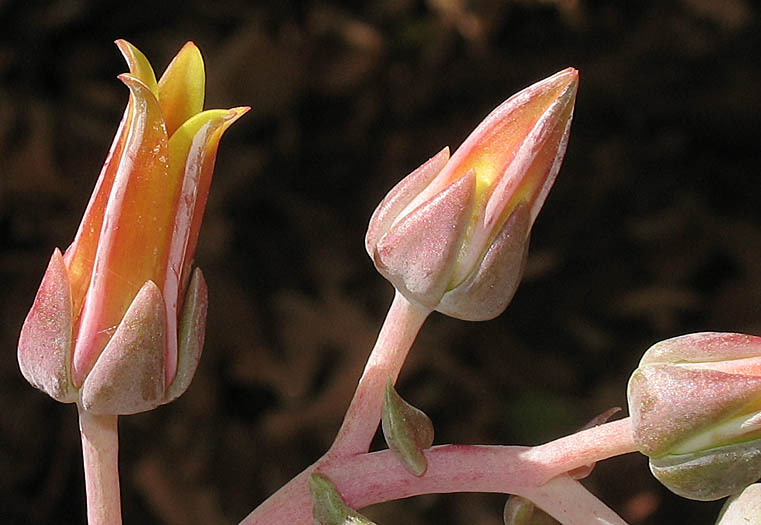 Detailed Picture 2 of Dudleya lanceolata