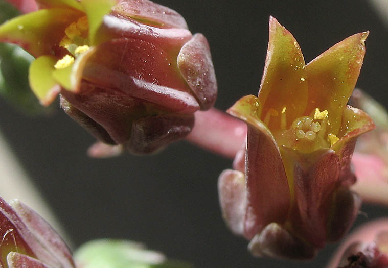 Detailed Picture 1 of Dudleya lanceolata