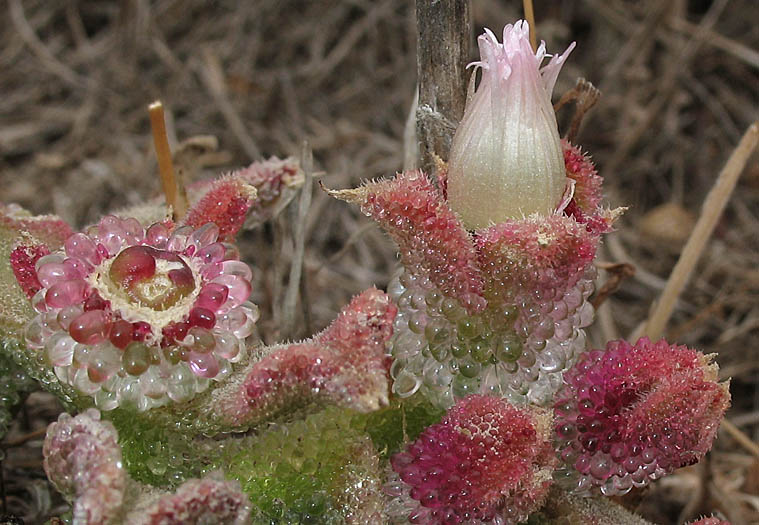 Detailed Picture 4 of Mesembryanthemum crystallinum