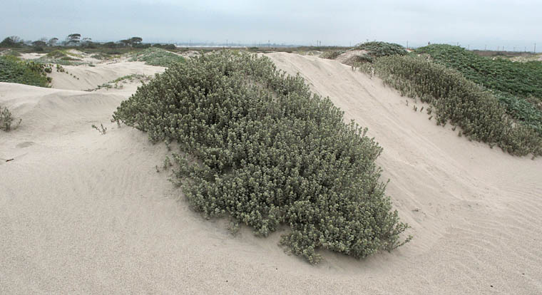 Detailed Picture 7 of Atriplex leucophylla