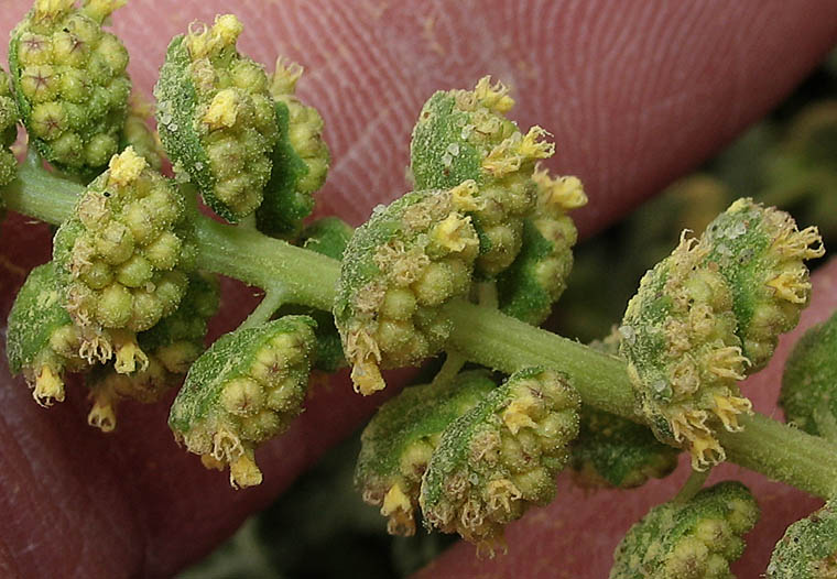 Detailed Picture 1 of Ambrosia chamissonis