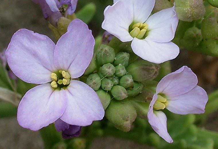 Detailed Picture 1 of Cakile maritima