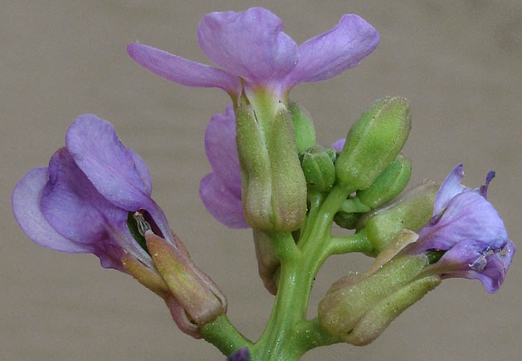 Detailed Picture 2 of Cakile maritima