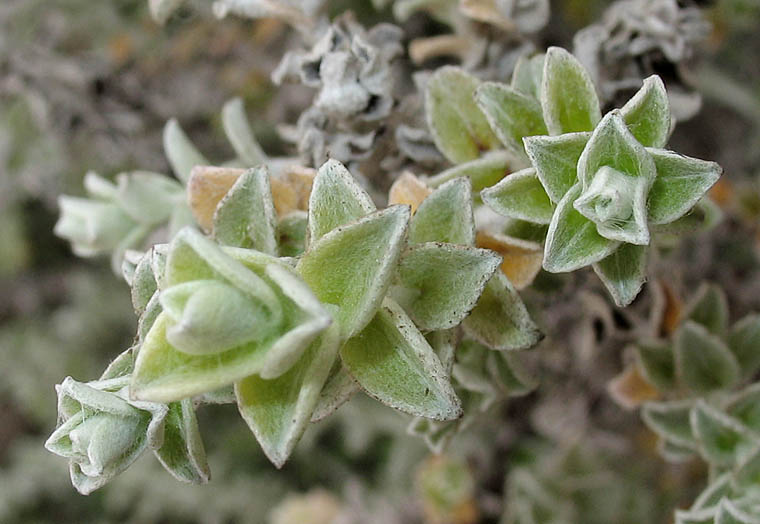 Detailed Picture 6 of Plecostachys serpyllifolia