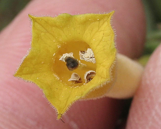 Detailed Picture 1 of Nicotiana glauca