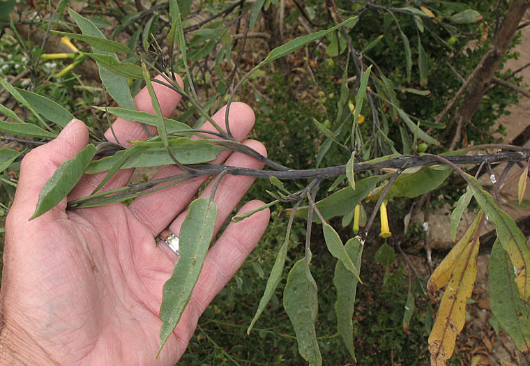 Detailed Picture 4 of Nicotiana glauca