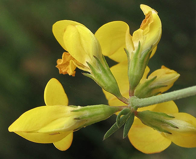 Detailed Picture 2 of Lotus corniculatus