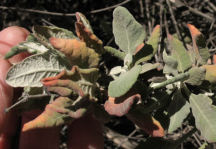 Detailed Picture 5 of Eriogonum cinereum