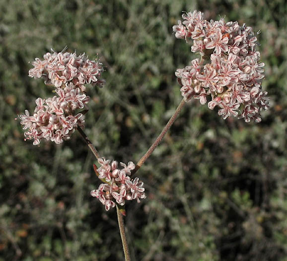 Detailed Picture 4 of Eriogonum cinereum