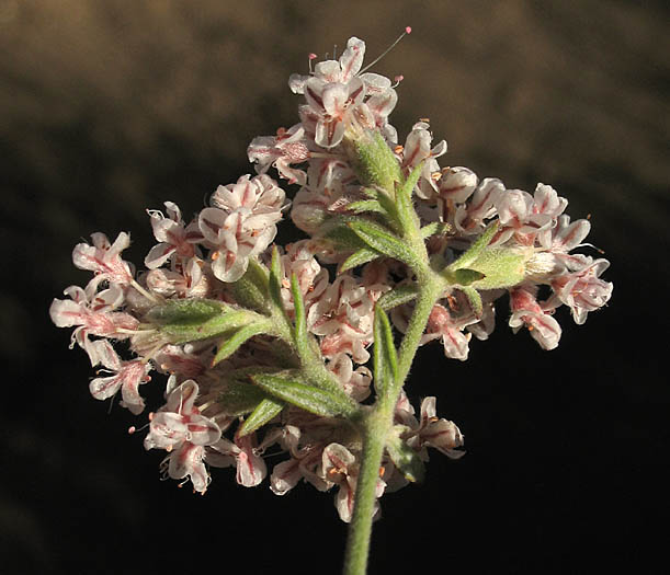 Detailed Picture 3 of Eriogonum cinereum