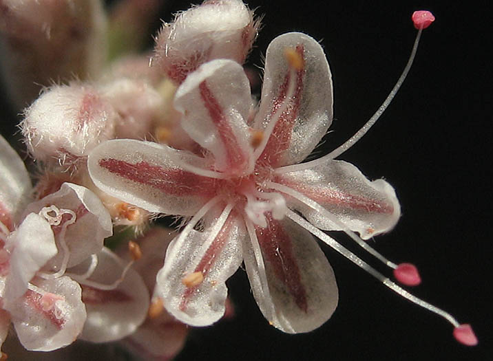 Detailed Picture 1 of Eriogonum cinereum