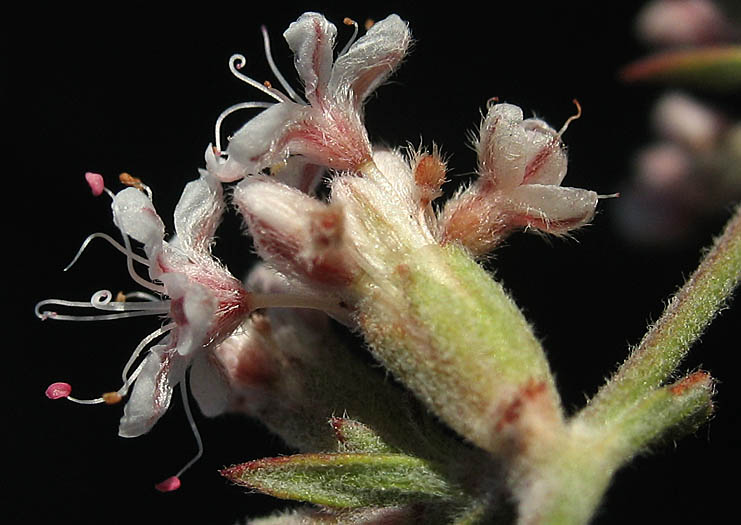 Detailed Picture 2 of Eriogonum cinereum