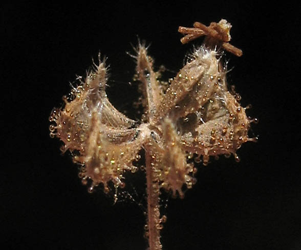 Detailed Picture 6 of Madia gracilis