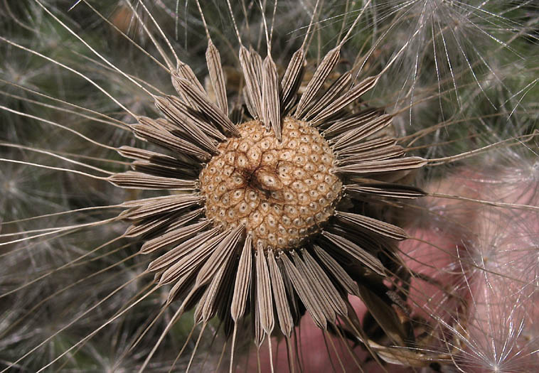 Detailed Picture 7 of Agoseris grandiflora var. grandiflora