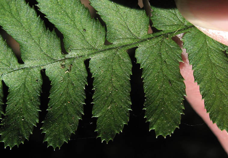 Detailed Picture 5 of Dryopteris arguta