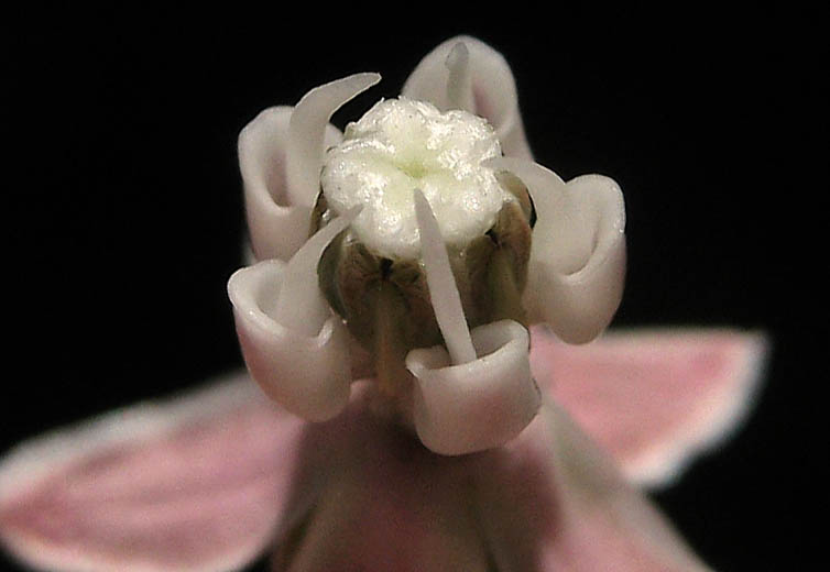 Detailed Picture 2 of Asclepias fascicularis