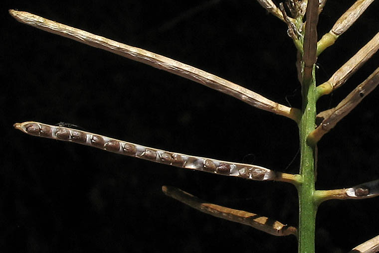 Detailed Picture 7 of Barbarea orthoceras