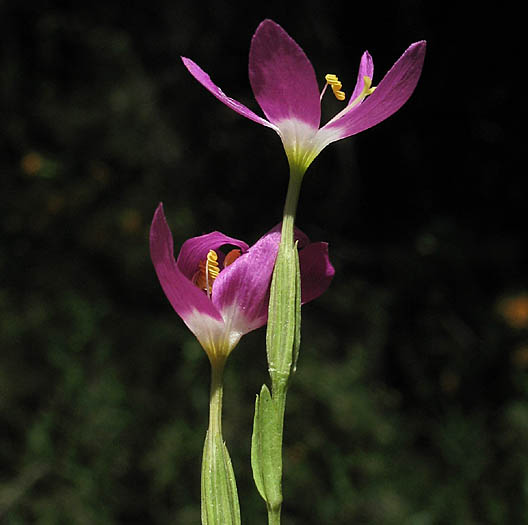 Detailed Picture 3 of Zeltnera venusta