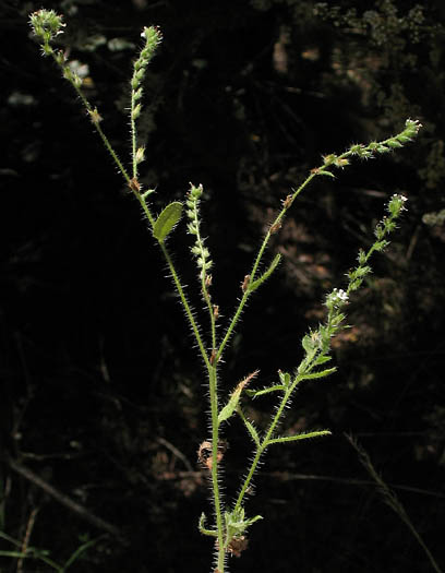 Detailed Picture 6 of Cryptantha micromeres