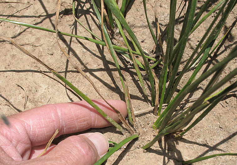 Detailed Picture 10 of Juncus balticus