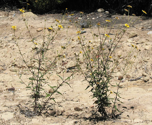 Detailed Picture 6 of Helianthus gracilentus