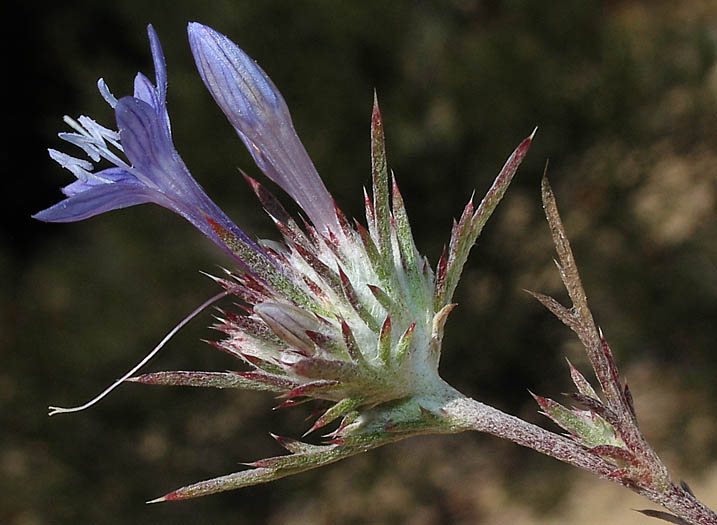 Detailed Picture 2 of Eriastrum densifolium ssp. elongatum