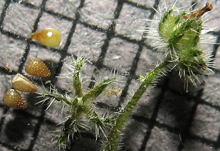 Detailed Picture 7 of Cryptantha micromeres