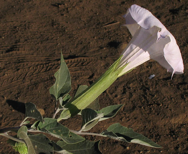 Detailed Picture 2 of Datura wrightii