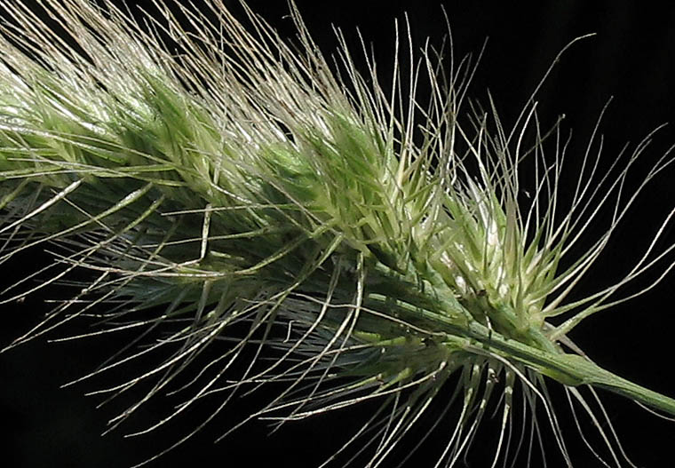 Detailed Picture 3 of Cynosurus echinatus