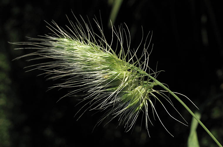 Detailed Picture 1 of Cynosurus echinatus