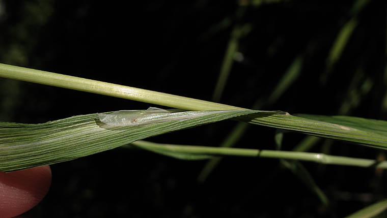 Detailed Picture 6 of Cynosurus echinatus