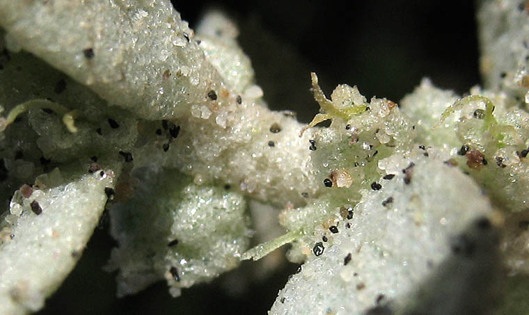 Detailed Picture 3 of Atriplex leucophylla