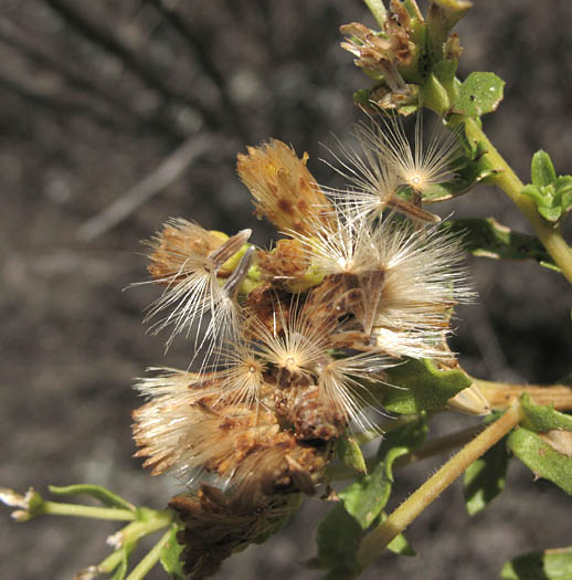 Detailed Picture 5 of Hazardia squarrosa var. grindelioides