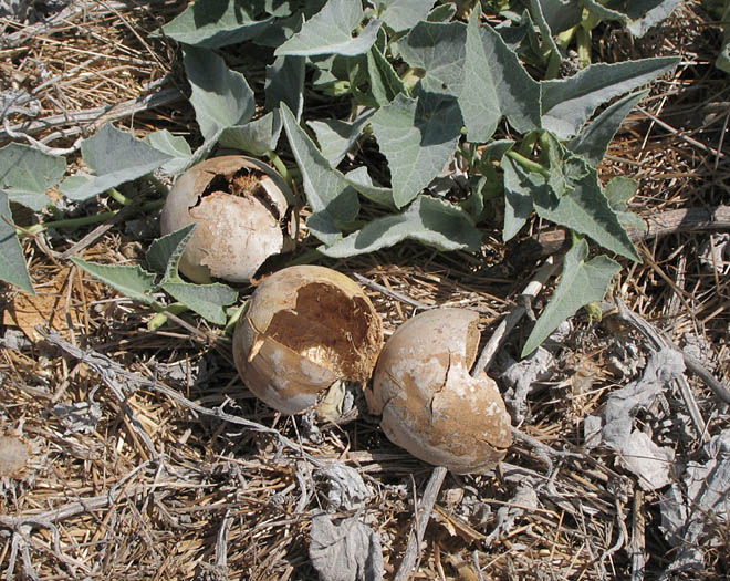 Detailed Picture 10 of Cucurbita foetidissima