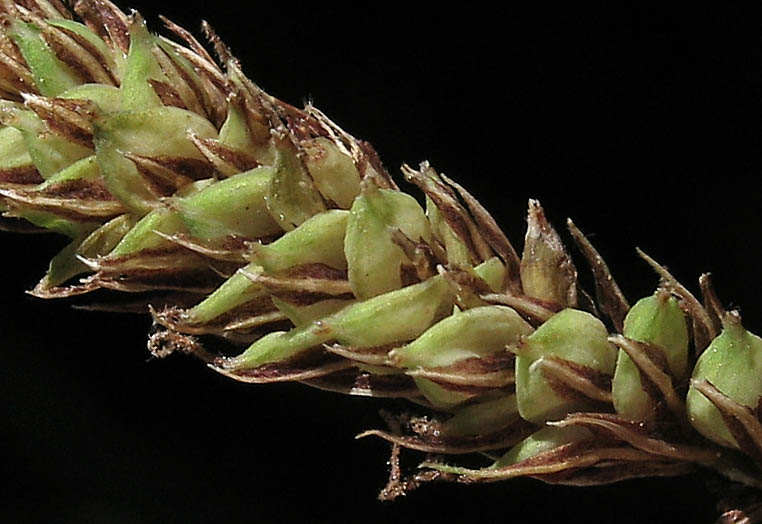 Detailed Picture 3 of Carex barbarae