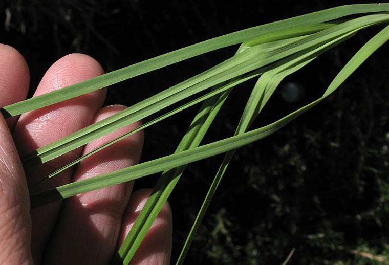 Detailed Picture 6 of Carex barbarae