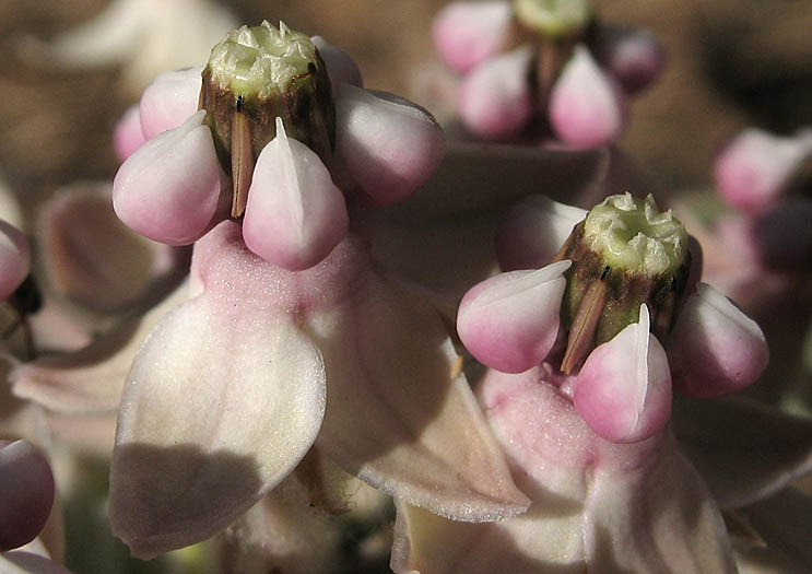 Detailed Picture 3 of Asclepias eriocarpa