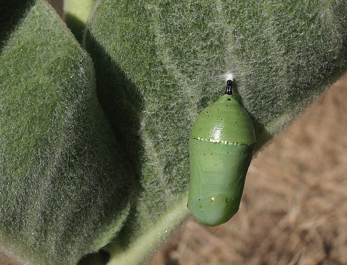 Detailed Picture 10 of Asclepias eriocarpa